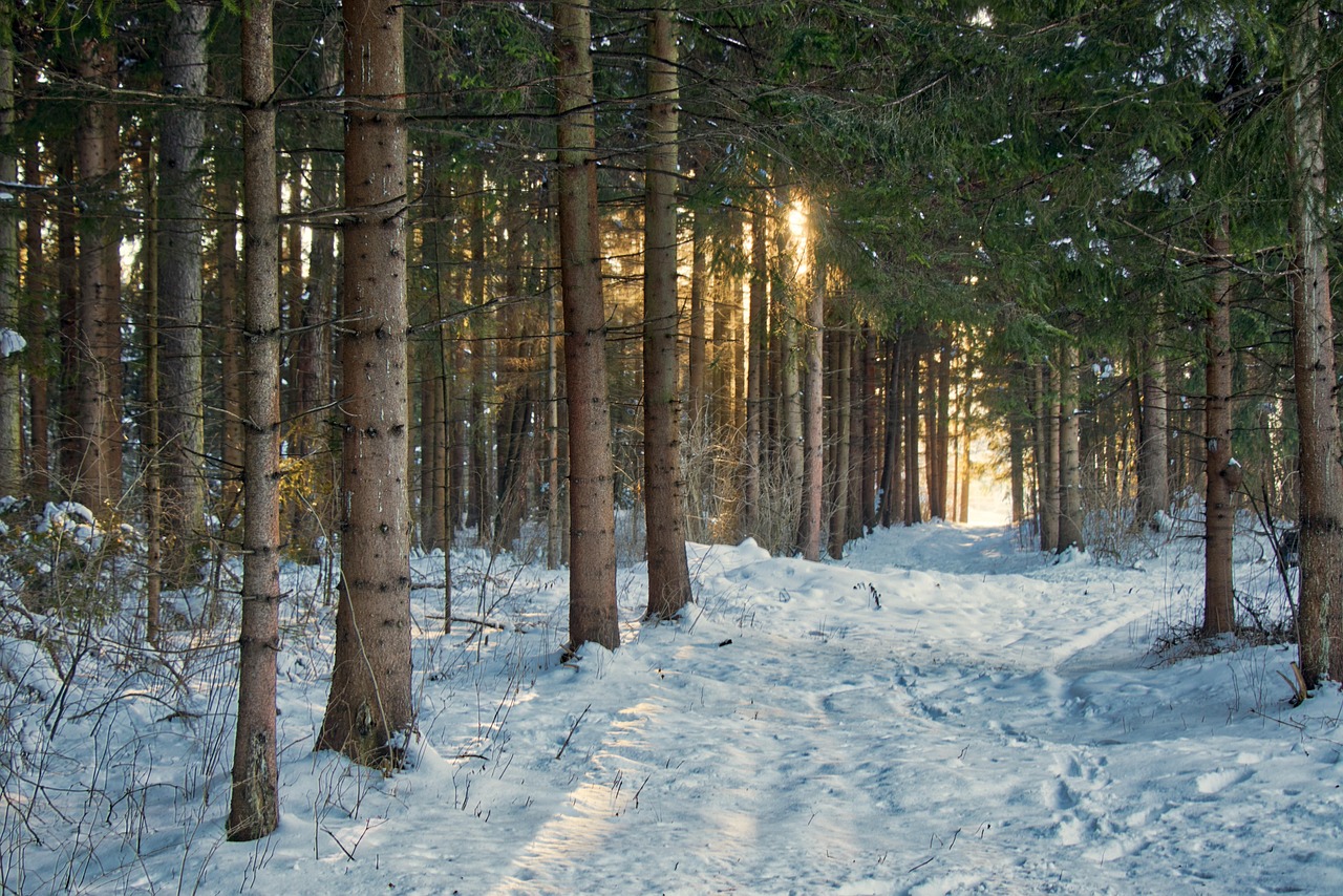 Snowy mountain path